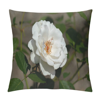 Personality  Colourful Close Up Of A Single White Margaret Merril Rose Head  Pillow Covers