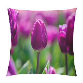 Personality  Selective Focus Of Beautiful Purple Colorful Tulips Pillow Covers