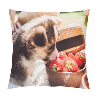 Personality  Cute Adorable Puppy Eating Strawberries From Bowl During Picnic At Sunny Day Pillow Covers