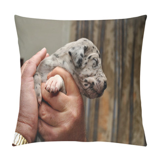Personality  Great Dane Puppy Pillow Covers