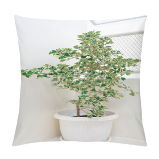 Personality  Green Tree In White Pot On White Wall Background. Decorative Plant. Pillow Covers