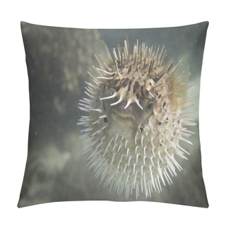 Personality  A Inflated Porcupine Fish Pillow Covers