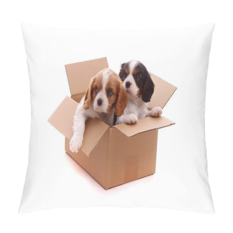 Personality  two sad puppies in cardboard box pillow covers