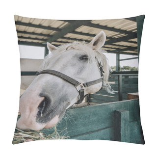 Personality  Cropped Image Of Person Feeding White Horse In Stable At Farm Pillow Covers