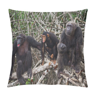 Personality  Funny Chimpanzee Family, Republic Of The Congo Pillow Covers
