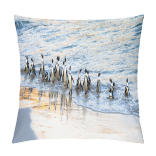 Personality  African Penguins Walk Out Of The Ocean To The Sandy Beach. African Penguin Also Known As The Jackass Penguin, Black-footed Penguin. Scientific Name: Spheniscus Demersus. Boulders Colony. South Africa Pillow Covers