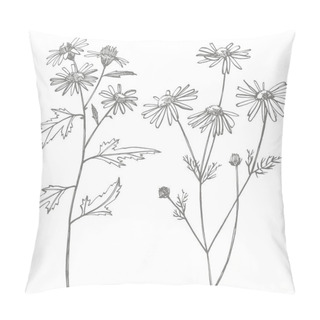 Personality  Chamomile Or Daisy Flower. Botanical Illustration. Good For Cosmetics, Medicine, Treating, Aromatherapy, Nursing, Package Design, Field Bouquet. Hand Drawn Wild Hay Flowers Pillow Covers