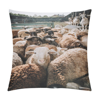 Personality  Herd Of Adorable Brown Sheep Grazing In Corral At Farm Pillow Covers