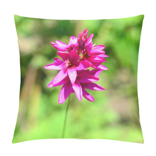 Personality  Beautiful Pink Ixia Flowers Fresh On A Morning Green Background. Soft Blue And Green Background, Space For Text, Texture. Nature, Easter Pillow Covers