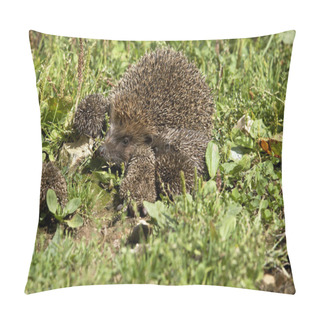 Personality  HERISSON D'EUROPE Erinaceus Europaeus Pillow Covers