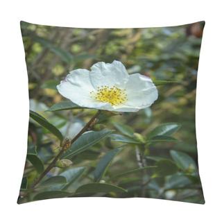 Personality  Mountain Camellia Flower. Evergreen Plant Of The Family Theaceae. Camellia Sinensis Or Tea Bush, From The Leaves Of Which The Raw Material For Making Tea Is Obtained. Used In Decorative Gardening. Pillow Covers