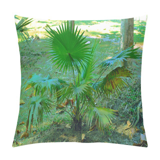 Personality  Landscape With Brahea Armata Tree In The Park. Pillow Covers