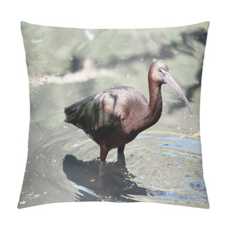 Personality  The Glossy Ibis Neck Is Reddish-brown And The Body Is A Bronze-brown With A Metallic Iridescent Sheen On The Wings. Pillow Covers