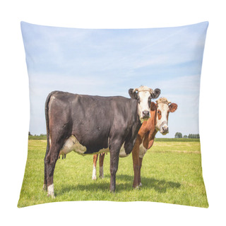 Personality  Blaarkop Cows With Horns Cozy In A Green Field, Blue Sky, Cattle Breed Known As: Blisterhead, Fleckvieh, Pillow Covers