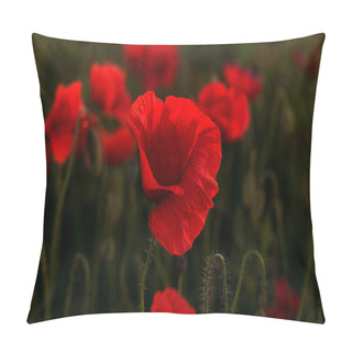 Personality  Flowers Red Poppies Blossom On Wild Field. Beautiful Field Red Poppies With Selective Focus. Red Poppies In Soft Light. Opium Poppy. Glade Of Red Poppies. Toning. Creative Processing In Dark Low Key Pillow Covers