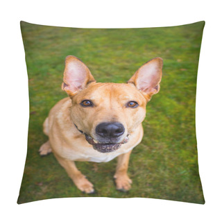 Personality  Pitbull Lab Mixed Breed Dog Pillow Covers