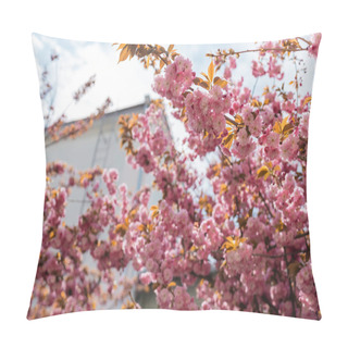 Personality  Low Angle View Of Blooming And Pink Cherry Tree Near Building  Pillow Covers