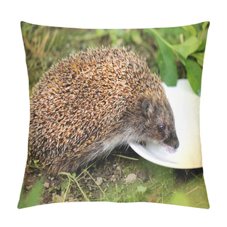 Personality Photo Funny Hedgehog Pillow Covers
