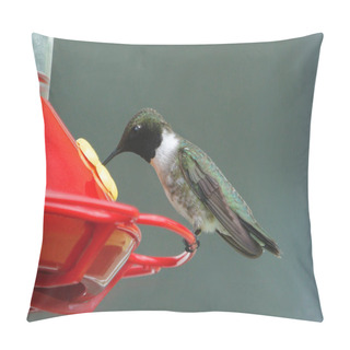Personality  Black-chinned Hummingbird Drinking From A Traditional Feeder (archilochus Alexandri) Pillow Covers