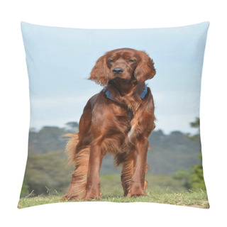 Personality  Irish Setter Dog Pillow Covers
