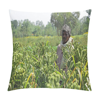 Personality  Bangalore, India - November 10, 2013: Proud Indian Farmer In Finger Millet Field In Bangalore Rural. Pillow Covers