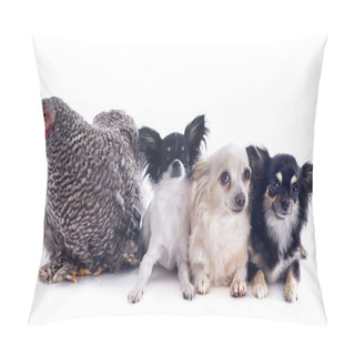Personality  Orpington Chicken And Chihuahuas Pillow Covers