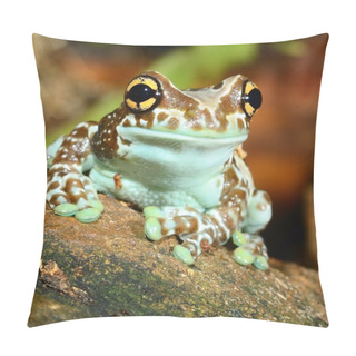 Personality  Colorful Frog In Terrarium Pillow Covers