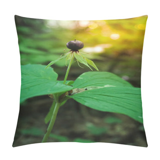 Personality  Black Forest Berry, Crows Eyes. Poisonous Berry. Pillow Covers
