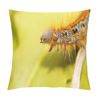Personality  The Beauty Of Insects - Lappet Moth (phyllodesma Ilicifolia) Caterpillar. Pillow Covers