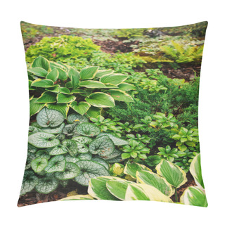 Personality  Brunnera Jack Frost Planted Together With Hostas In Shady Garden. Shade Tolerant Plants For Garden Design Pillow Covers