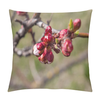 Personality  Trees Bloom In Spring, First Buds And Leaves On Trees Pillow Covers