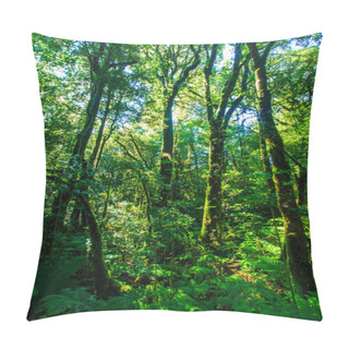 Personality  Big Trees In Primeval Forest Pillow Covers