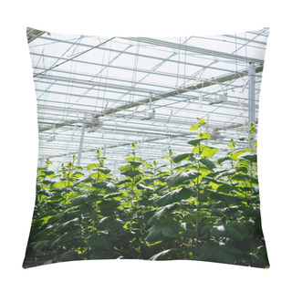 Personality  Greenhouse With Natural Light And Growing Cucumber Plants Pillow Covers