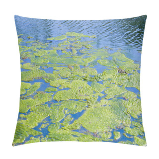Personality  Algae Pillow Covers