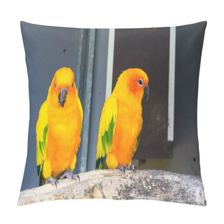 Personality  Two Jandaya Parakeets Sitting On A Branch Together One Looking In The Camera And Chewing, Colorful Exotic And Little Parrots From Brazil Pillow Covers