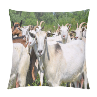 Personality  Goats In The Pasture Of Organic Farm Pillow Covers