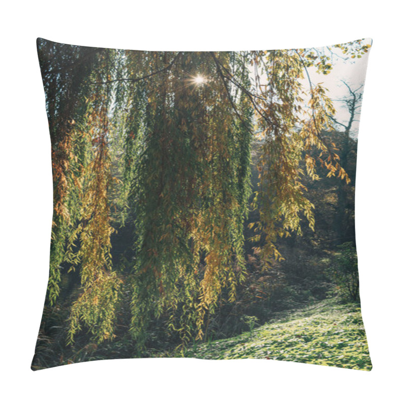 Personality  Sunshine Through Branches Of Weeping Willow Tree In Forest Pillow Covers