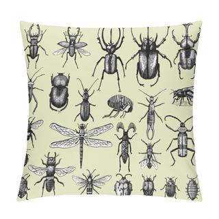 Personality  Big Set Of Insects Bugs Beetles And Bees Many Species In Vintage Old Hand Drawn Style Engraved Illustration Woodcut Pillow Covers