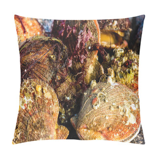 Personality  Alive And Fresh Icelandic Scallops (Chlamys Islandica) On The Coast Of Barents Sea, Arctic Ocean Pillow Covers