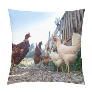Personality  Hens Raised In Freedom And Fed With Organic Food Pillow Covers