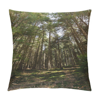 Personality  Wide Angle View Of Sunlight On Ground In Evergreen Forest  Pillow Covers