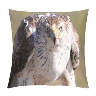 Personality  Bonellis Eagle, Aquila Fasciata, Raptor Pillow Covers