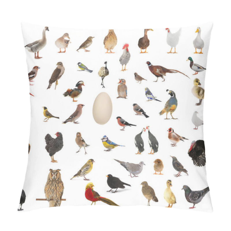 Personality  birds who have appeared from egg pillow covers