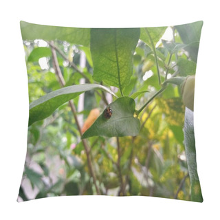 Personality  Photo Of A Ladybug Insect Perched On A Leaf Pillow Covers