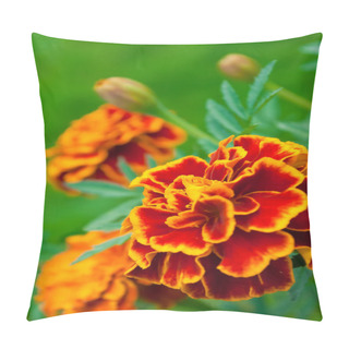 Personality  French Marigold Pillow Covers