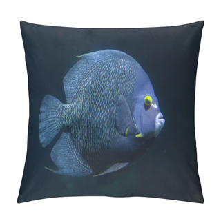 Personality  French Angelfish (Pomacanthus Paru). Pillow Covers