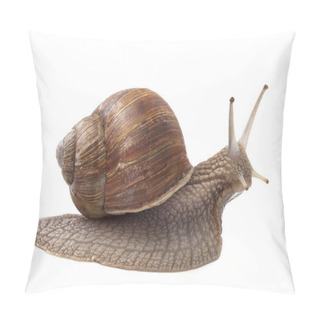 Personality  Land Snail Pillow Covers