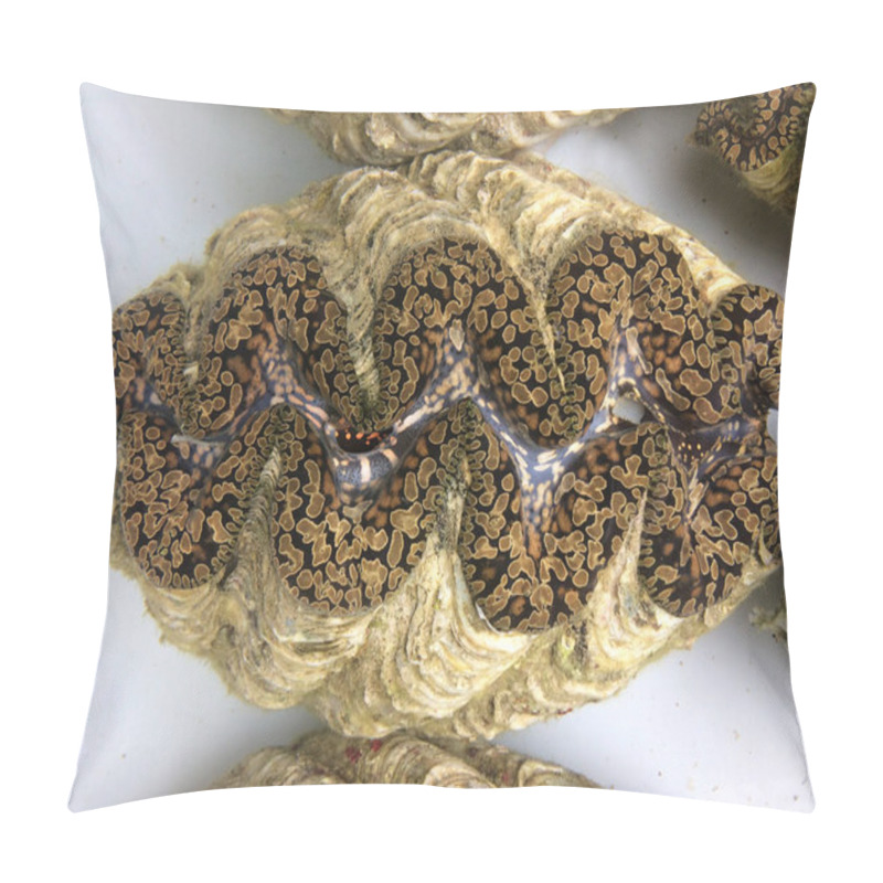 Personality  Live Giant clam from Fiji pillow covers