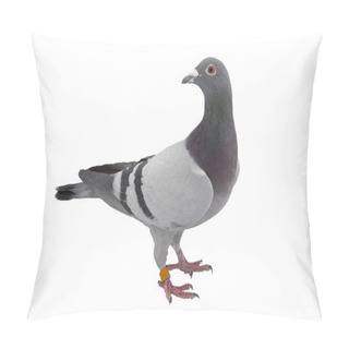 Personality  Grey Sport Pigeon Isolated On White Pillow Covers