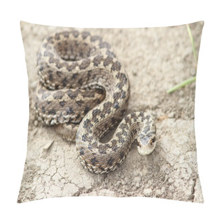 Personality  Orsini Adder On The Ground Pillow Covers